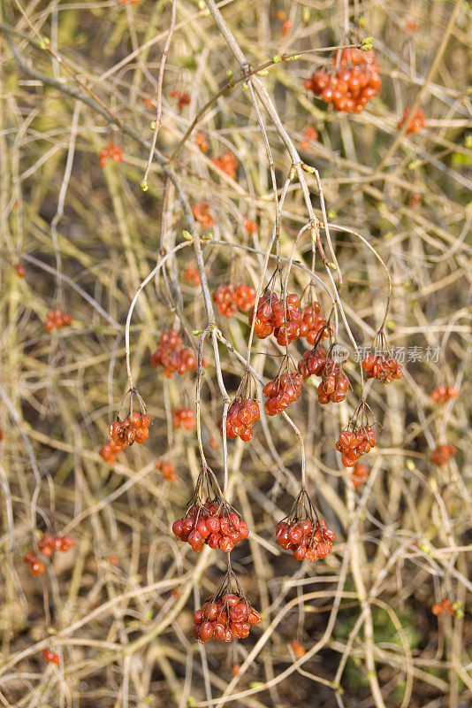 高山接骨木(sambuus racemosa)红色浆果